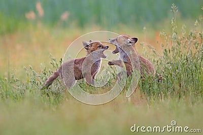 Red foxes playing and interacting in a tall grassy meadow Stock Photo