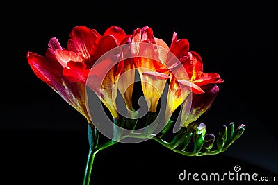 Red freesia flowers glowing on black background. Stock Photo