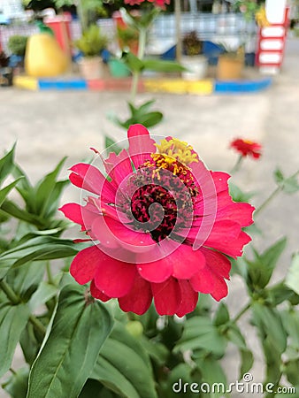 A red and fresh flower is growing in a green garden Stock Photo