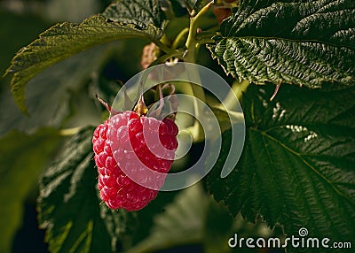 The red fresh ripe raspberry berries is on a raspberry bush with bright green leaves and buds Stock Photo