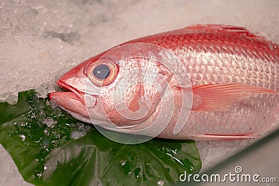 Red fresh uncooked raw bream fish head catch from sea on ice in market, healthy tasty delicious ingredient for cooking dinner in Stock Photo