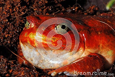 red frog Stock Photo