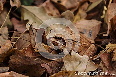 Red frog forest - Rana Dalmatina in the fallen leaves Stock Photo