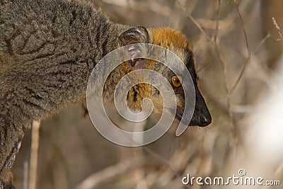 Red Fronted Brown Lemur Stock Photo