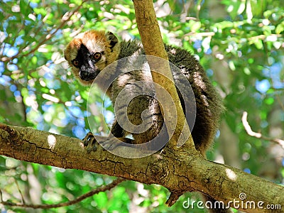 Red fronted brown lemur, Isalo National Park, Madagascar Stock Photo