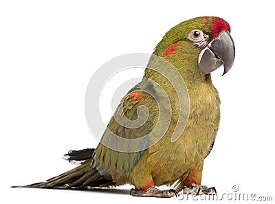 Red-fronted Macaw, Ara rubrogenys, 6 months old Stock Photo