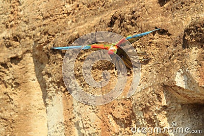 Red-fronted macaw Stock Photo