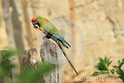 Red-fronted macaw Stock Photo