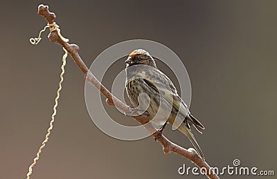 Red-fronted serin Stock Photo