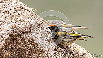 Red-fronted Serin Stock Photo