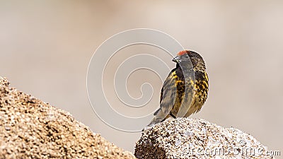 Red-fronted Serin Stock Photo