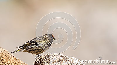 Red-fronted Serin Stock Photo
