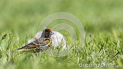 Red-fronted Serin Stock Photo