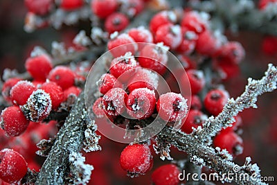 Red frozen berries Stock Photo
