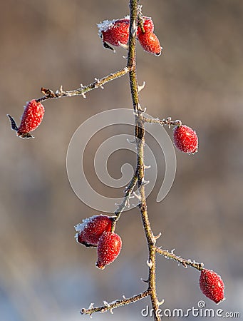 Red frozen wild roses berries Stock Photo