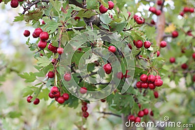 Red fruit of Crataegus monogyna, known as hawthorn or single-seeded hawthorn may, mayblossom, maythorn, quickthorn, whitethorn, Stock Photo