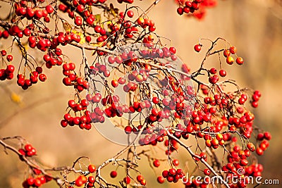 Red fruit of Crataegus monogyna, known as hawthorn or single-seeded hawthorn may, mayblossom, maythorn, quickthorn Stock Photo