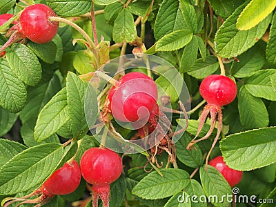 Red fruit and green leaves of wild rose. Medicinal plant Stock Photo