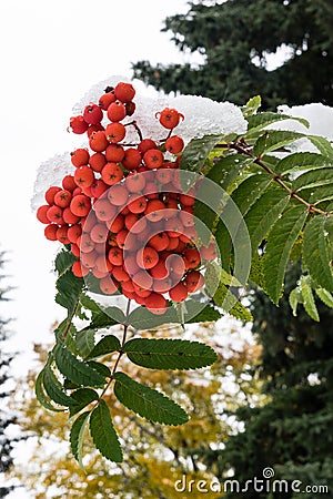 Roman tree fruit covered with snow Stock Photo