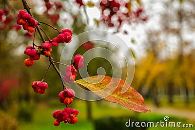 Red fruits closeup Stock Photo