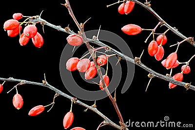 Red fruits ornamental shrubs in black background Stock Photo