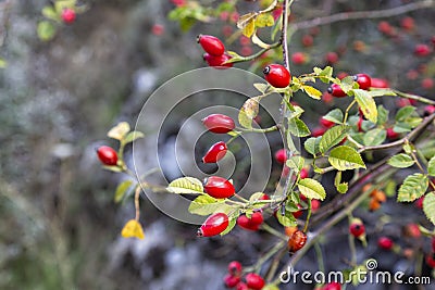 Red fruits of Sweet Briar, Rosa rubiginosa Stock Photo