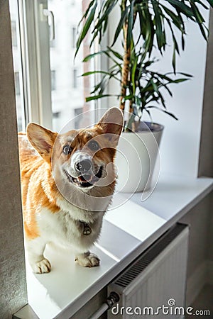 Red funny corgi on the windowsill by the window on a sunny day Stock Photo