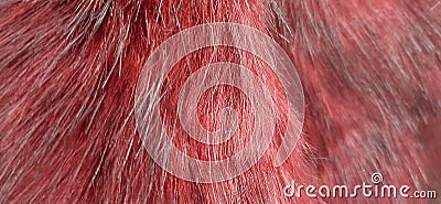 Red fur texture ,close-up useful as background - image Stock Photo