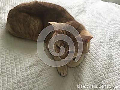 Red furred cat on white blanket Stock Photo