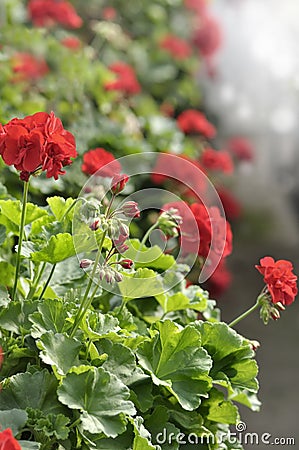 Red Garden Geranium Flowers Stock Photo