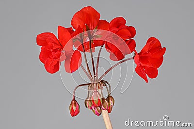 Red garden Geranium flowers isolated on grey background Stock Photo