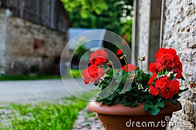 Red garden geranium flowers in pot Stock Photo