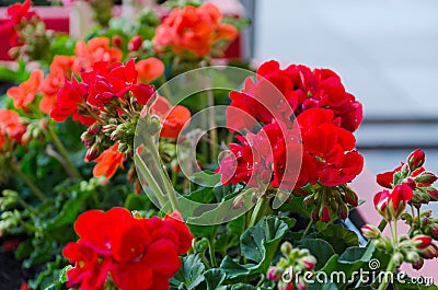 Red garden geranium flowers in pot Stock Photo