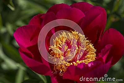 Red garden peony Stock Photo