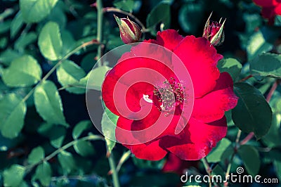 Red garden rose flower in the summer rose garden, beautiful bright red rose in bloom.Flower backgr red rose blooming in the garden Stock Photo