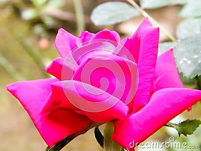 Red garden rose flower on a nature background. Close-up. Pollen, pink color, multi layered petal. Elegance Valentine card, Stock Photo