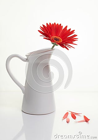 Red Gazania flower on a white stylish vase. Creative Still life photography Stock Photo