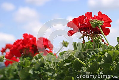 Red Geranium Flowers Blooming Stock Photo