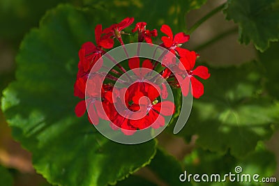 Red geranium flowers with green recognizable leaves. Contrast of red and green Stock Photo