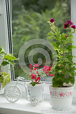 Red geranium flowers in pots on the windowsill. Beautiful little geranium pelargonium flower. The concept of comfort and home Stock Photo
