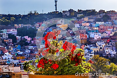 Red Geranium Many Colored Houses Guanajuato Mexico Stock Photo