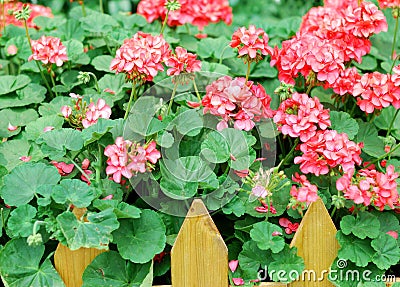 Red geranium Stock Photo