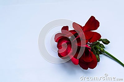 Red Geranium Pelargonium flower Stock Photo