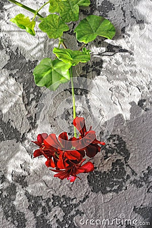 Red geranium on textured concrete background Stock Photo