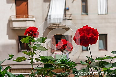 Red geraniums in a balcony, San Sebastian, Spain Stock Photo