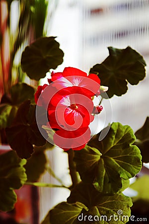 Red geraniums bloom on the window. Red house geranium. Pelargonium hortorum. Stock Photo