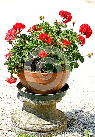 RED Geraniums flowers in a vase in the garden Stock Photo