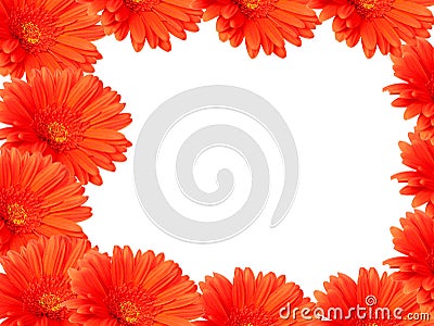 Red gerber daisies on white Stock Photo