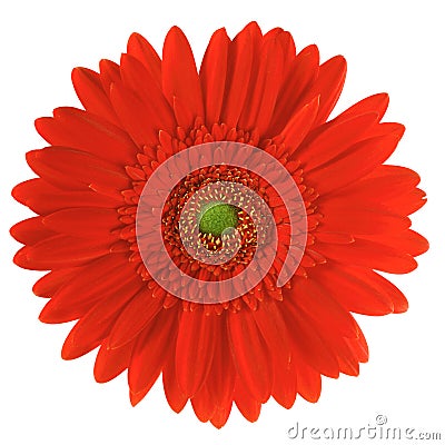 Red gerbera Stock Photo