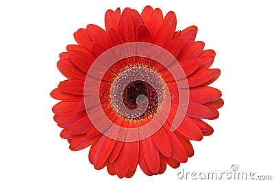 Red gerbera. Stock Photo